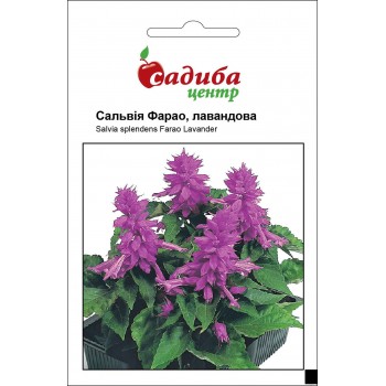 Сальвія Фарао /0,1г/ Сальвія Фарао /0,1г/